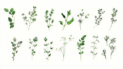 Collection of Small Herbs Isolated on White Background for Design