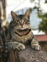 Obraz premium Cat