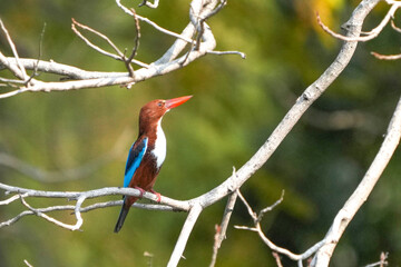 Common Kingfisher, living naturally in a public park, Bangkok, Thailand.