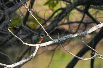 Common Kingfisher, living naturally in a public park, Bangkok, Thailand.