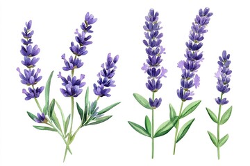 Naklejka premium lavender isolated on white