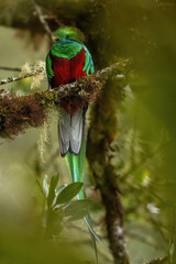 The Crested Quetzal, Male bird with its unique tail feathers in Costa Rica