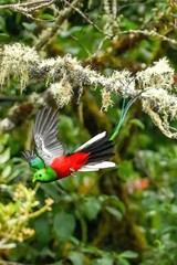 The Crested Quetzal, Male bird with its unique tail feathers in Costa Rica