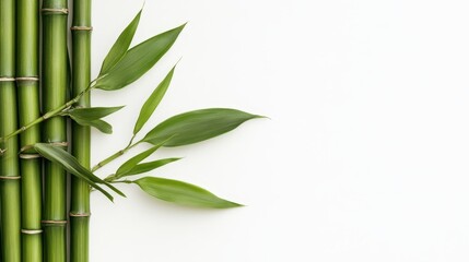 Naklejka premium Green bamboo stalks and leaves on white background