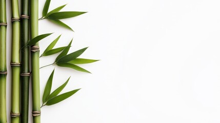 Fototapeta premium Fresh green bamboo stalks and leaves on white background