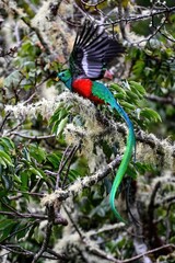 The Crested Quetzal, Male bird with its unique tail feathers in Costa Rica