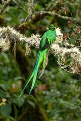 The Crested Quetzal, Male bird with its unique tail feathers in Costa Rica