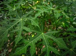 Cnidoscolus aconitifolius is arelatively new vegetable plant known in Indonesia. The public knows it as Japanese papaya .