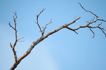 
Dry tree branches with blue sky


