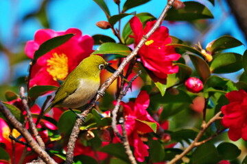 花の前でポーズ