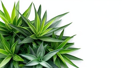 Fototapeta premium Vibrant green tropical leaves on white background