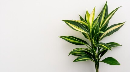 Fototapeta premium Vibrant variegated dracaena leaves against a minimalist white background
