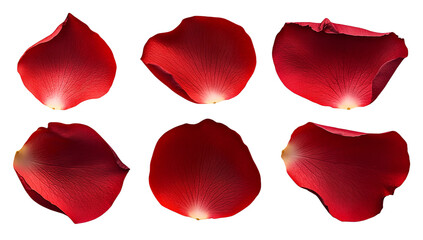 Fototapeta premium Red rose petals png isolated on transparent background