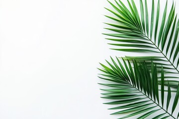 Obraz premium Tropical palm leaves on white background, flat lay, summer, design