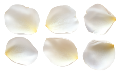 White rose petals png isolated on transparent background