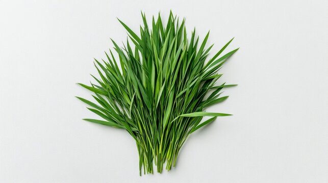 Fresh green wheatgrass leaves arranged on white background