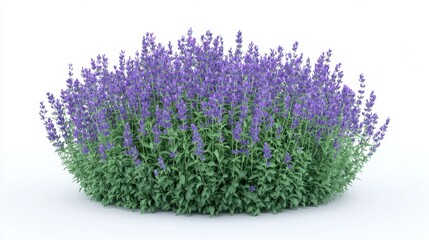 Obraz premium Stunning Lavender Bush in Full Bloom