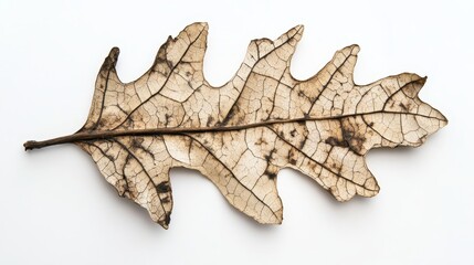 Naklejka premium Detailed close-up of a dried oak leaf with intricate veins on white background