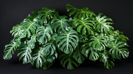 Obraz premium Lush Green Monstera Deliciosa Plant Leaves Against Black Background