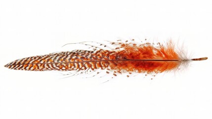 Isolated Orange Feather on White Background with Detailed Texture