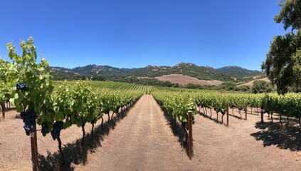 Naklejka premium Vineyard rows under sunny sky.