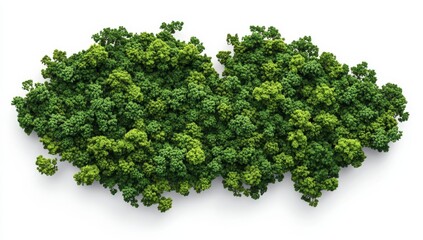 Fototapeta premium Lush green forest, aerial view, isolated on white.