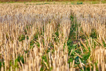 Wheat field after harvest, mown wheat with straw on field in summer