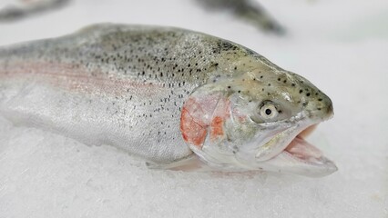 fresh fish on ice, raw trout displayed on the ice in supermarkets, seafood, fresh trout