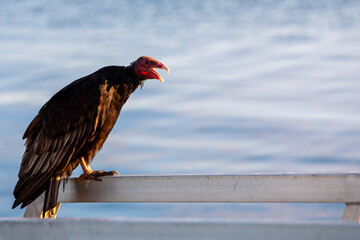A turkey vulture (Cathartes aura).