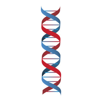 red and blue dna helix structure clip art preview