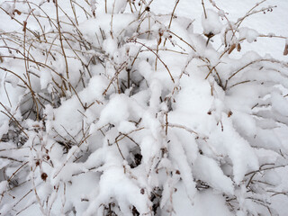 bushes under snow after snowfall
