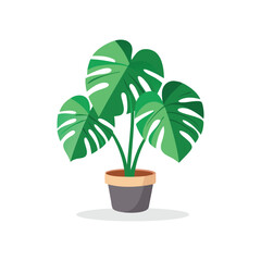  Monstera isolated flat vector illustration on white background