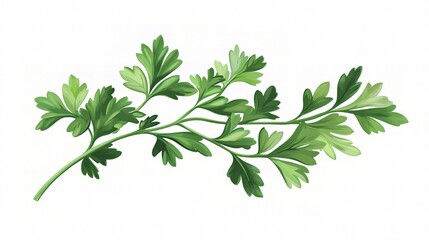 Fresh Flat Leaf Parsley Bunch Isolated on White Background