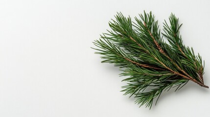Green pine branch on white background