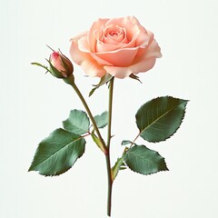 Elegant peach roses in a clean backdrop, perfect for weddings, spring events, or floral designs. Ideal for greeting cards and romantic themes with a touch of tranquility.