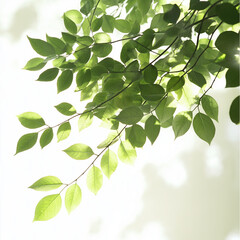 Sunlight Through Green Leaves Backlit Foliage Spring Branches