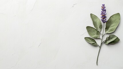 Lavender and sage leaves on textured white background