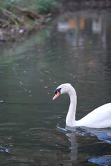 Fototapeta premium A swan is swimming in a body of water