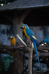 A blue and yellow parrot is perched on a wooden branch