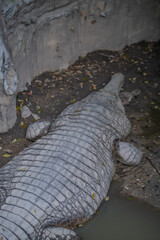 A crocodile laying on the ground in a zoo enclosure