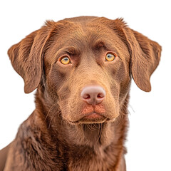 Attentive brown Labrador retriever dog looking at with alert and friendly expression