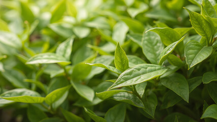 Fototapeta premium a close up of a bush with green leaves on it's branches and a blurry background of the leaves, Cao Buxing, naturalism, green, a stock photo