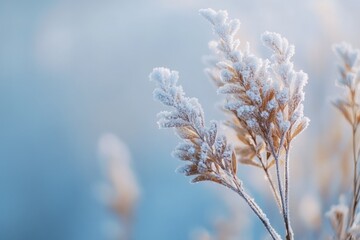Obraz premium Close up of frozen dry plant with snow and ice crystals