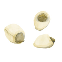 Watercolor Lotus Seeds Three Pieces, Vivid Textured Illustration for Print, Web and Textile