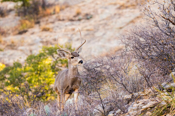Venado Bura joven en el desierto de Chihuahua