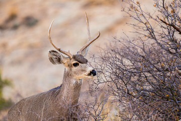 Venado Bura joven en el desierto de Chihuahua