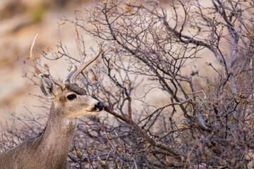 Venado Bura joven en el desierto de Chihuahua