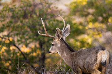 Venado en el desierto de México, Bura