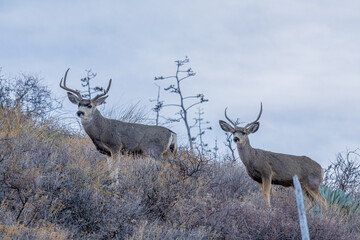 Venado en el desierto de México, Bura