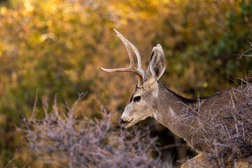 Venado en el desierto de México, Bura